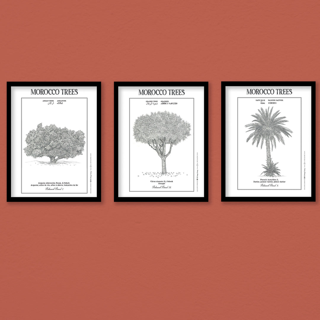 Trees of Morocco Trio Botanical board