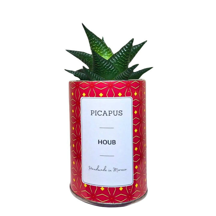 HOUB Cactus