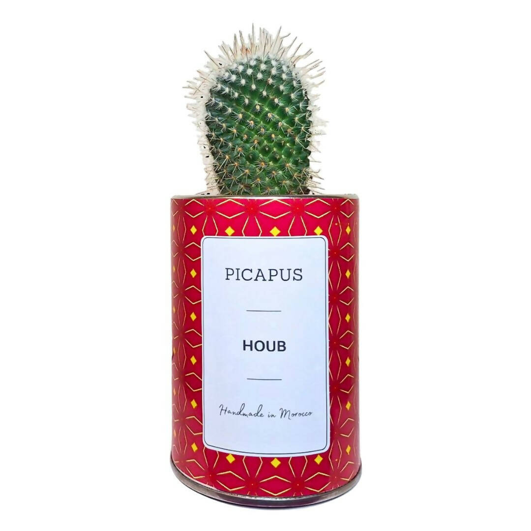 HOUB Cactus