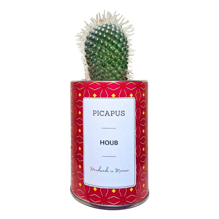 HOUB Cactus