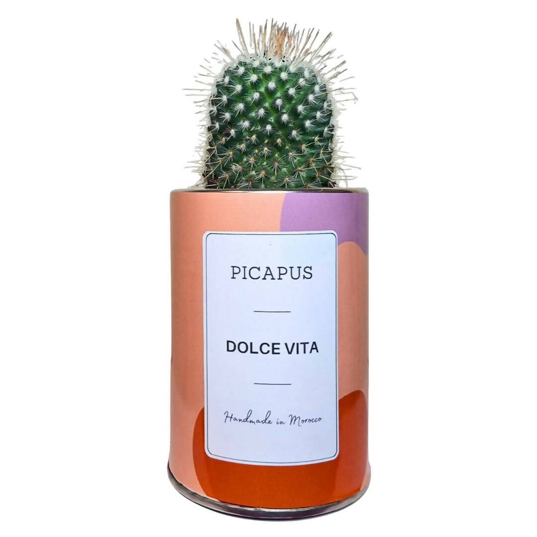 DOLCE VITA CACTUS
