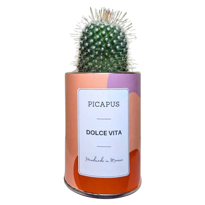 DOLCE VITA CACTUS