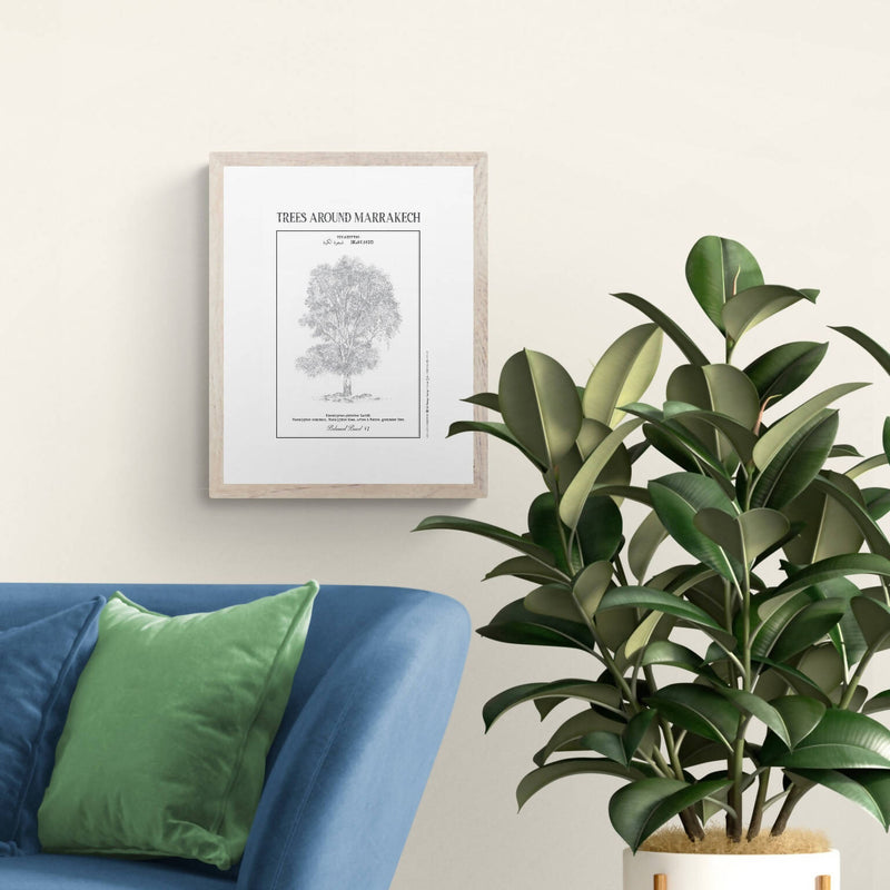 EUCALYPTUS Botanical Board Poster