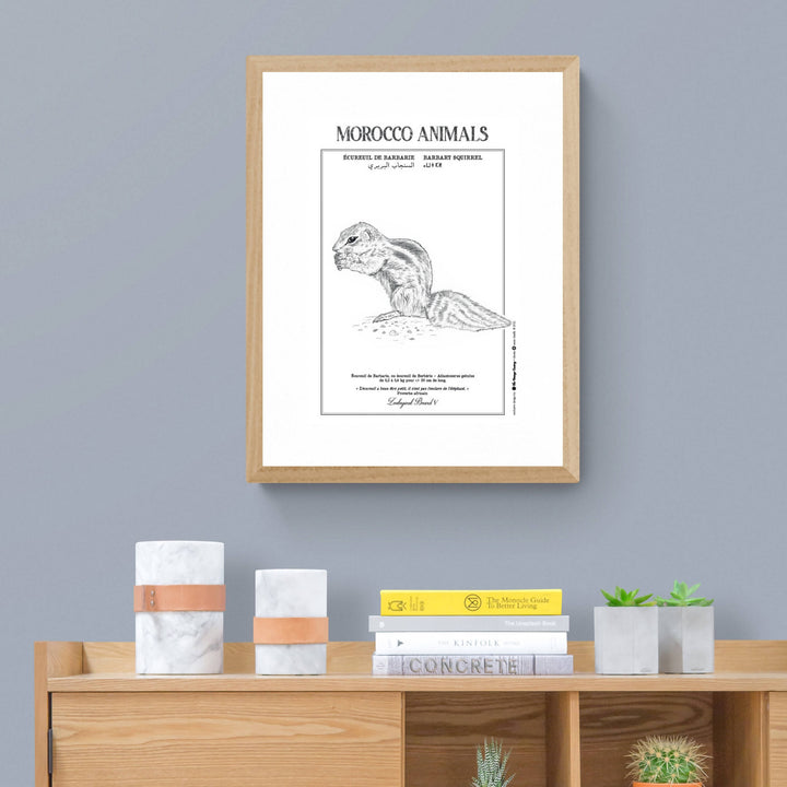 BARBARY SQUIRREL POSTER