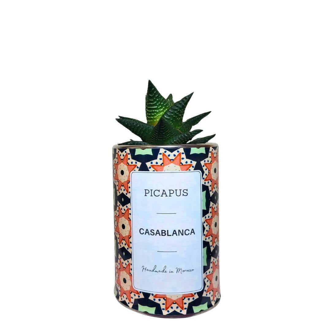 CASABLANCA CACTUS