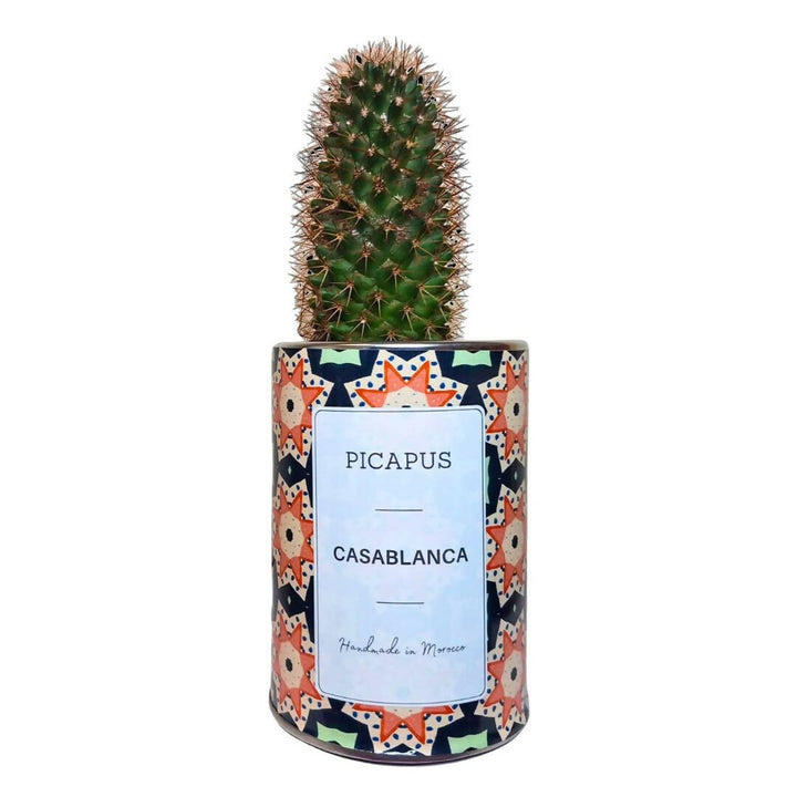 CASABLANCA CACTUS