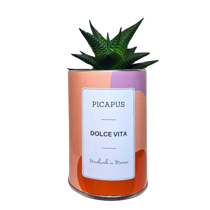 DOLCE VITA CACTUS